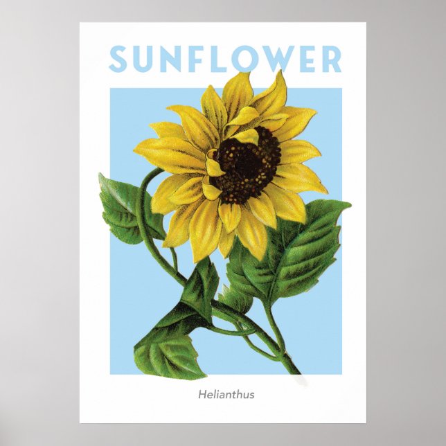 Affiche Imprimerie vintage de tournesol (Devant)