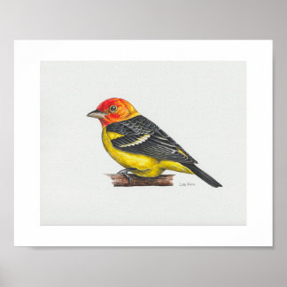 Affiche Imprimerie Western Tanager
