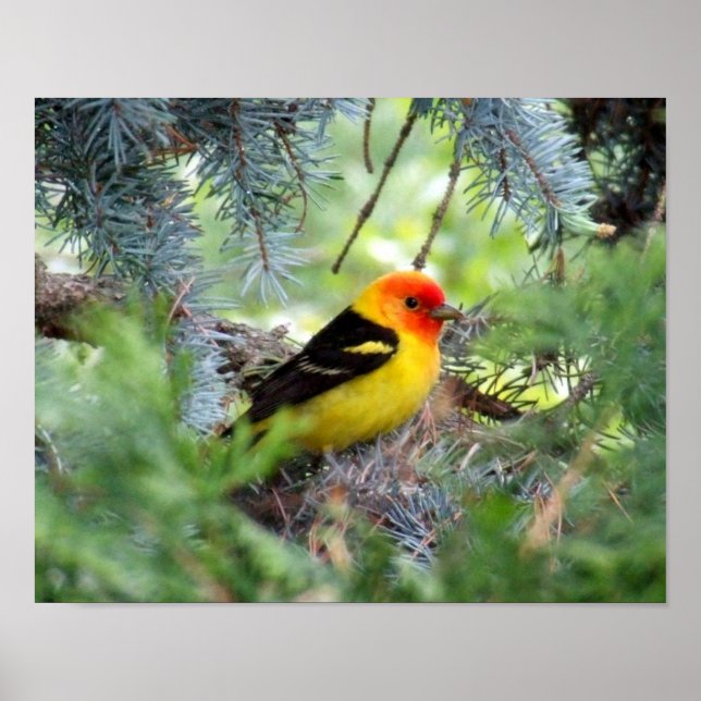 Affiche Imprimerie Western Tanager (Devant)