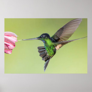 Affiche Inca Hummingbird in Flight Pose