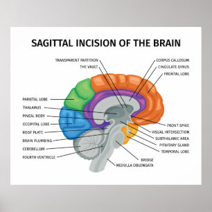 Affiche Incision sagitale du cerveau