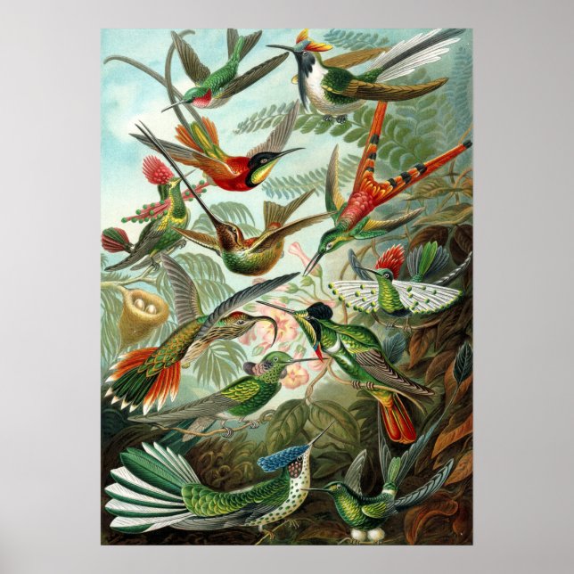 Affiche Incroyables colibris Image de Ernst Haeckel (Devant)