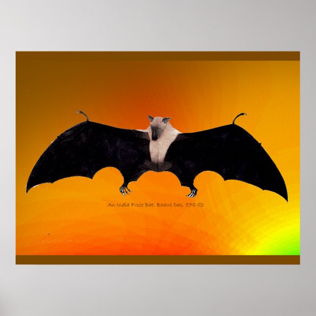 Affiche Indian Fruit Bat (Devant)