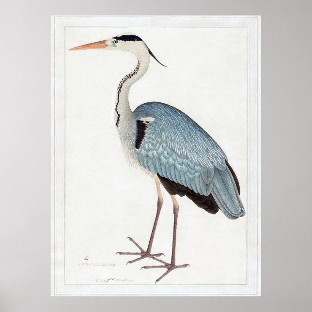 Affiche Indian Grey Heron (1780-1782) par Ram Das (Devant)