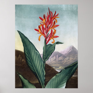 Affiche Indian reed, Antique Print par Robert John Thornto