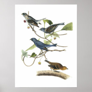 Affiche Indigo Bunting par Audubon