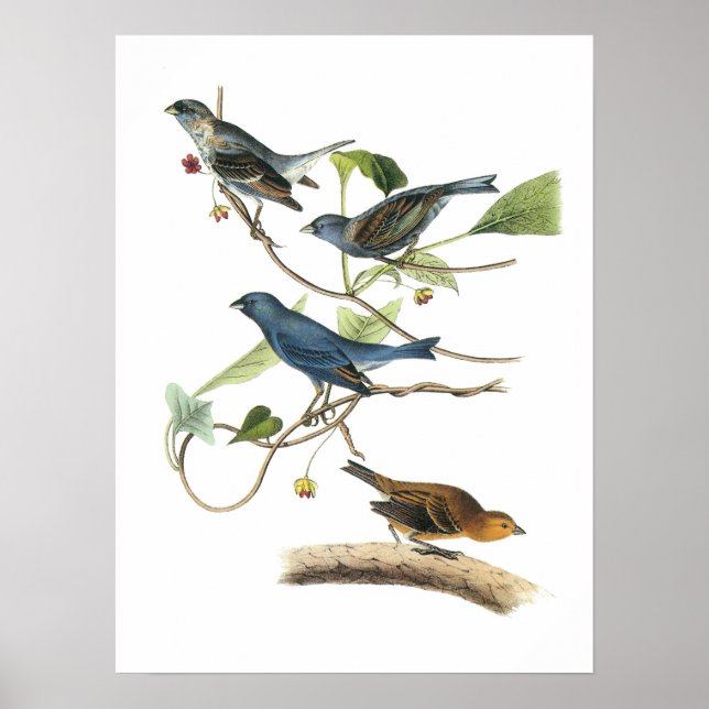 Affiche Indigo Bunting par Audubon (Devant)