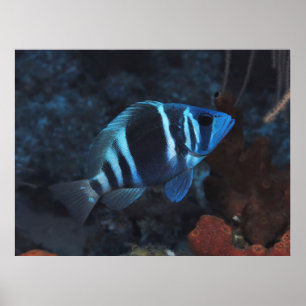 Affiche Indigo Hamlet