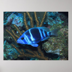 Affiche Indigo Hamlet