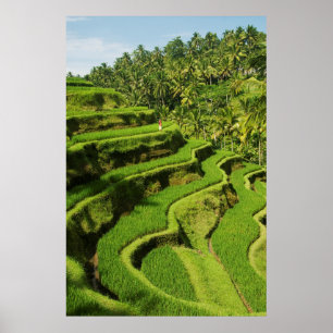 Affiche Indonésie, Bali Rizières