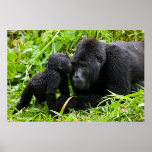 Affiche Infant Mountain Gorilla Kisses Silverback