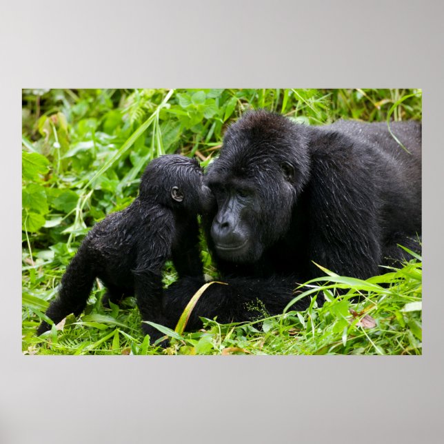 Affiche Infant Mountain Gorilla Kisses Silverback (Devant)