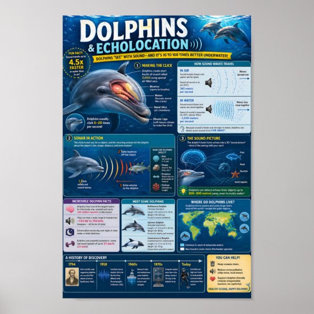 Affiche Infographie sur les dauphins (Devant)