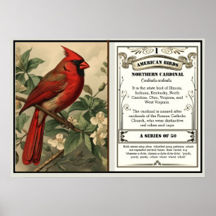 Affiche Informations sur l'oiseau de l'État Cardinal Rouge