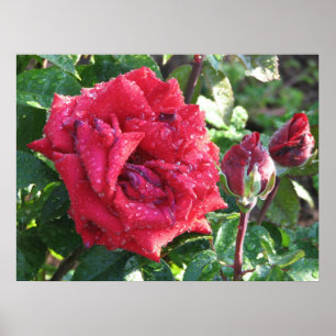 Affiche Ingrid Bergman Hybrid Tea Rose and Buds 036