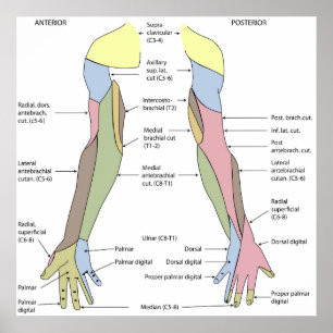 Affiche Innervation cutanée du membre supérieur du système