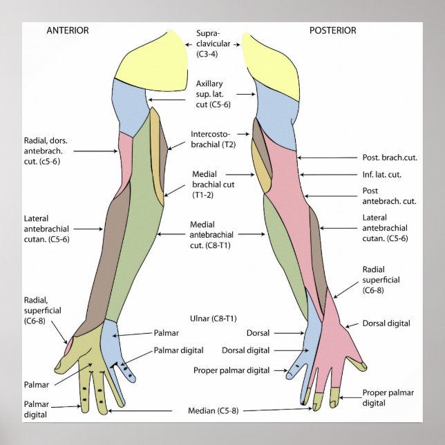 Affiche Innervation cutanée du membre supérieur du système (Devant)
