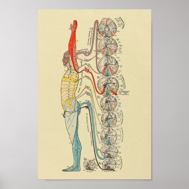 Affiche Innervation sensorielle Nerve Anatomie Médicale Gr (Devant)