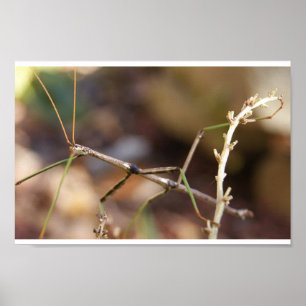 Affiche Insecte de bâton de marche