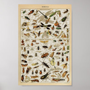 Affiche Insecte l'enseignement vintage