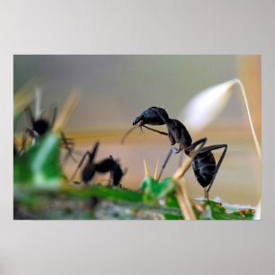Affiche Insecte mangeur de fourmis