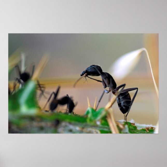Affiche Insecte mangeur de fourmis (Devant)