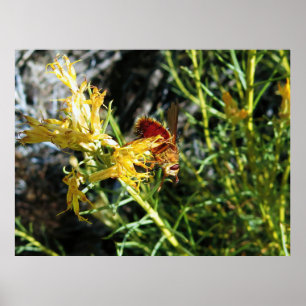 Affiche Insecte sur une fleur