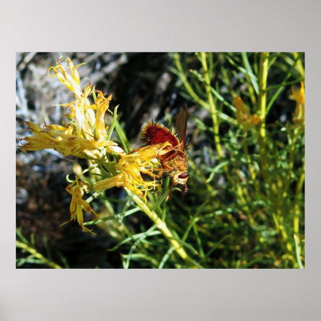 Affiche Insecte sur une fleur (Devant)