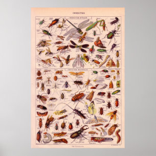 Affiche Insectes