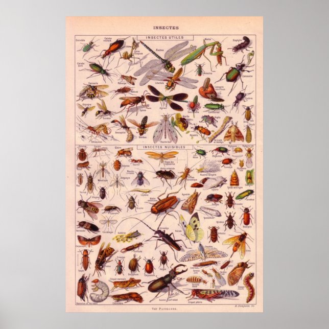 Affiche Insectes (Devant)