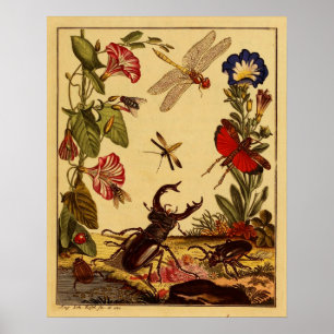Affiche Insectes 1764