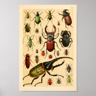 Affiche Insectes Beetles Collection Art Imprimer