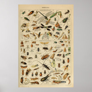Affiche Insectes - Collection d'insectes