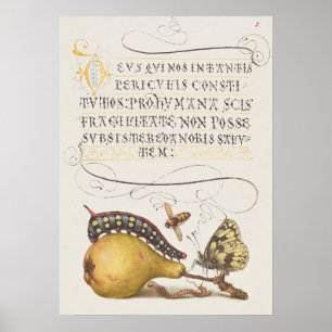 Affiche Insectes de jardin, mouche, chenille, poire, mille