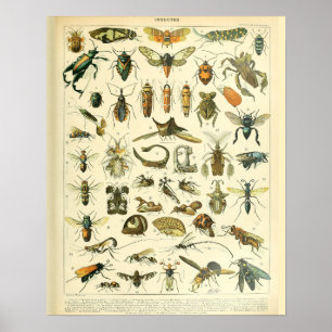 Affiche Insectes d'impression vintages à la feuille d'adol