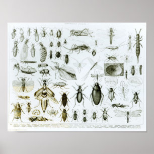 Affiche Insectes Entomologiques