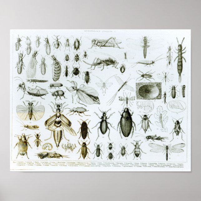 Affiche Insectes Entomologiques (Devant)
