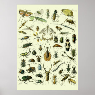 Affiche Insectes Vintage