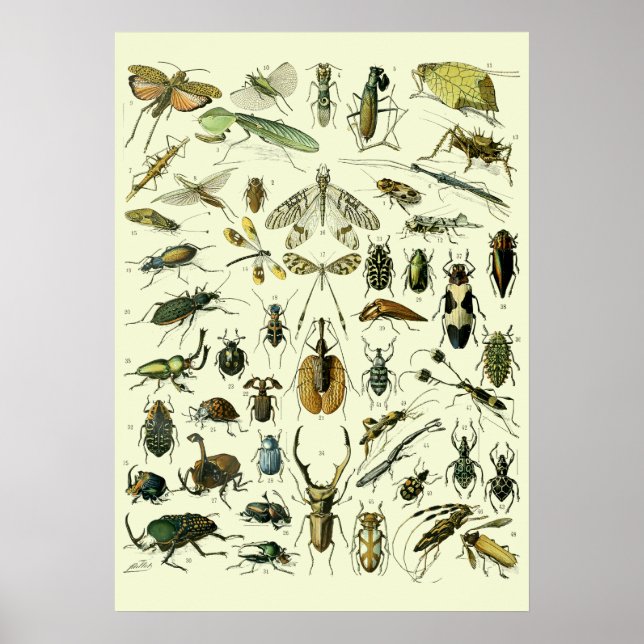 Affiche Insectes Vintage (Devant)