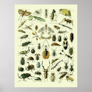 Affiche Insectes vintages