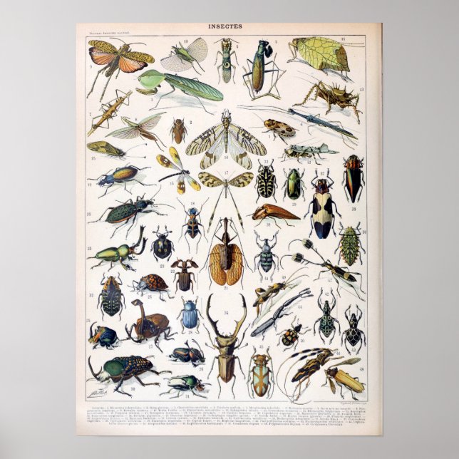 Affiche Insectes vintages de Millot Adolphe (Devant)
