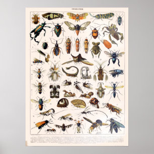 Affiche Insectes vintages de Millot Adolphe