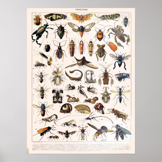 Affiche Insectes vintages de Millot Adolphe (Devant)