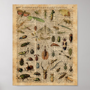 Affiche Insects Bugs Vintage Illustration Dictionnaire Art