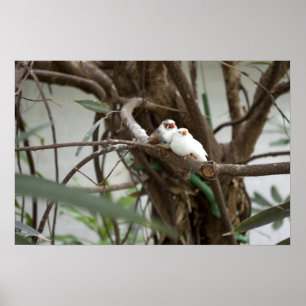 Affiche Inséparables