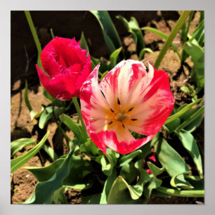 Affiche Inside a Pink et White Tulip