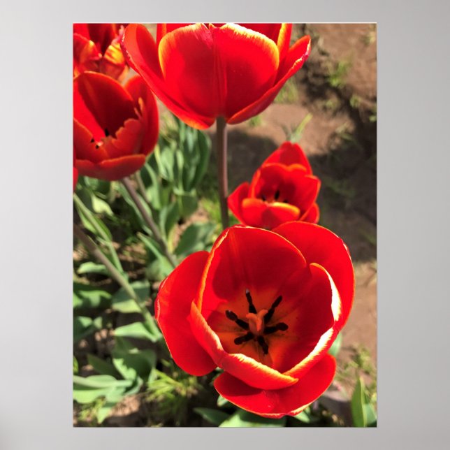 Affiche Inside Red Tulips (Devant)