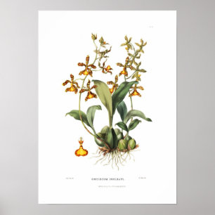 Affiche Insleayi d'Oncidium par Mlle Drake