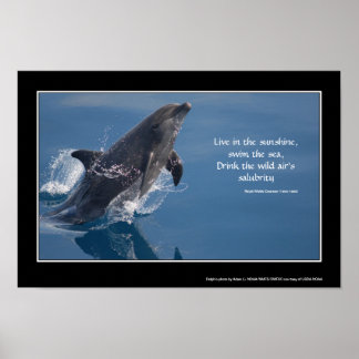 Affiche inspirante dauphin