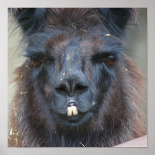 Affiche Intense Llama Noire Visage gros haut